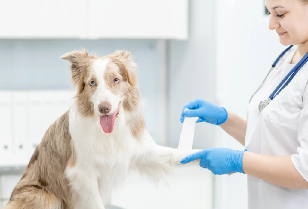 When To Take Your Pet To Animal Urgent Care Vs. The Regular Vet