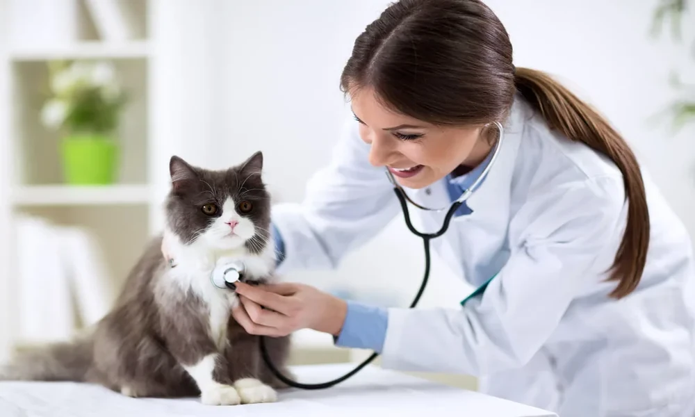 5 Essential Services Every Animal Hospital Provides