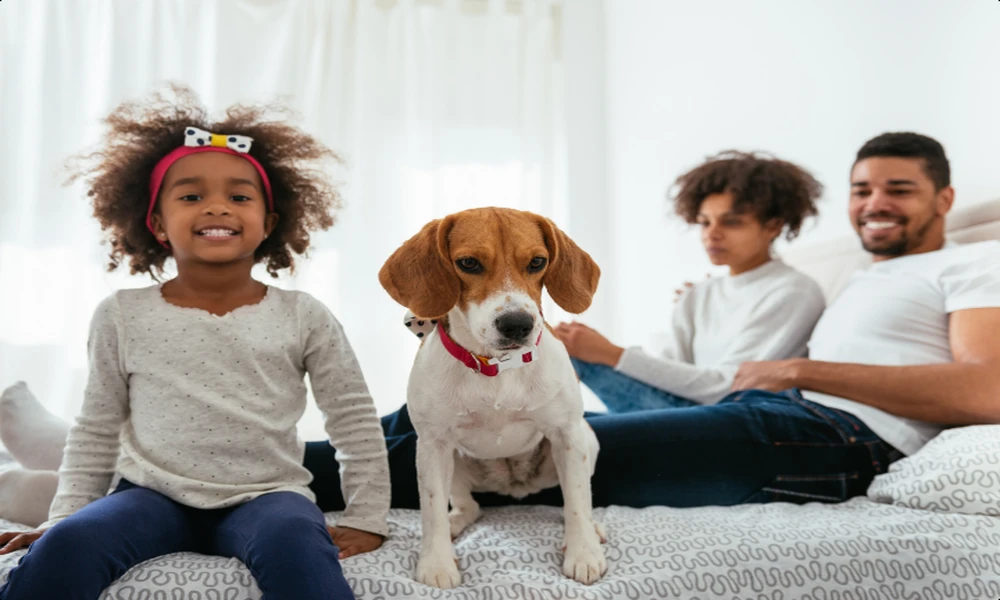 How Animal Hospitals Partner With Specialists For Complex Cases