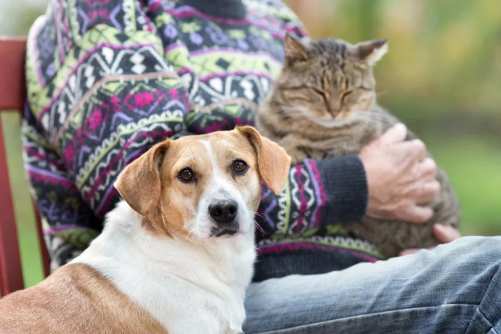 How Blood Pressure Impacts Pet Heart Health