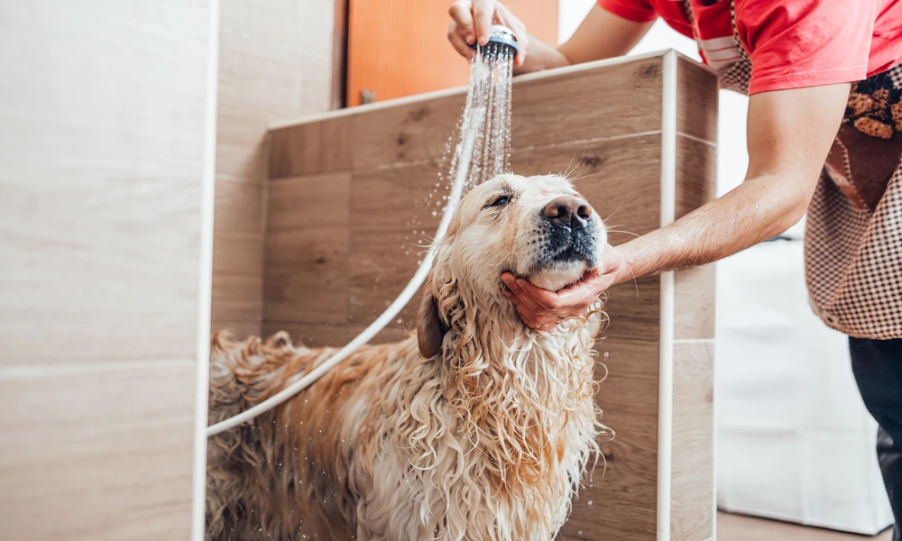 What Happens During Advanced Planning For Fracture Repair In Pets